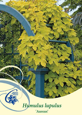 Chmel otáčivý 'Aureus' - Humulus lupulus 'Aureus'
