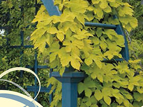 Chmel otáčivý 'Aureus' - Humulus lupulus 'Aureus'