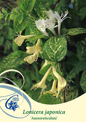 cream splash philodendron Philodendron Hederaceum - Cream Splash