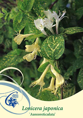 Zimolez japonský 'Aureoreticulata' - Lonicera japonica 'Aureoreticulata'