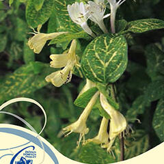 Zimolez japonský 'Aureoreticulata' - Lonicera japonica 'Aureoreticulata'