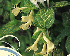 Zimolez japonský 'Aureoreticulata'
