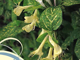 Zimolez japonský 'Aureoreticulata' - Lonicera japonica 'Aureoreticulata'