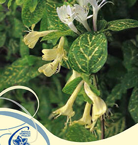 Zimolez japonský 'Aureoreticulata'