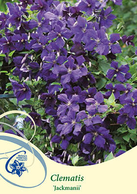 Plamének Jackmanův - Clematis jackmanii