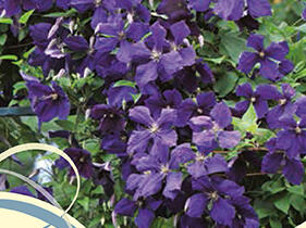 Plamének Jackmanův - Clematis jackmanii