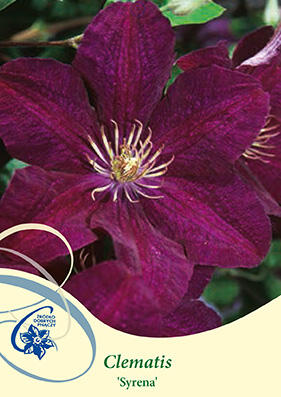 Plamének 'Syrena' - Clematis 'Syrena'