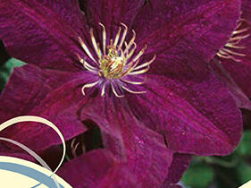 Plamének 'Syrena' - Clematis 'Syrena'
