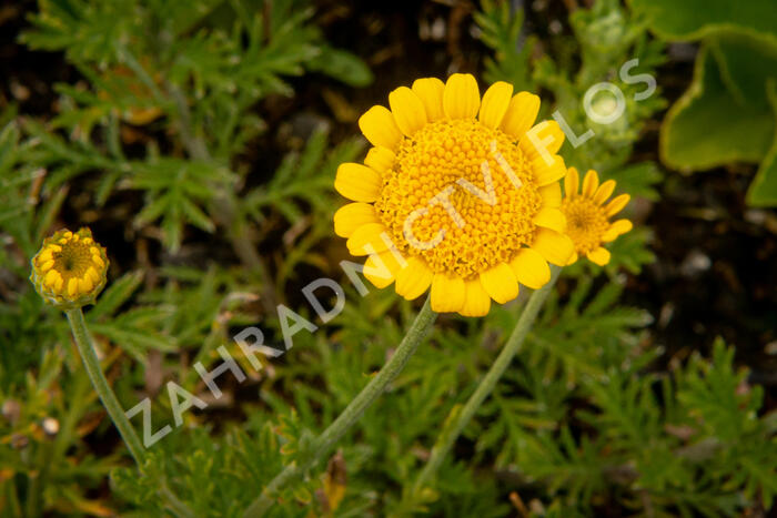 Rmen barvířský 'Charme' - Anthemis tinctoria 'Charme'