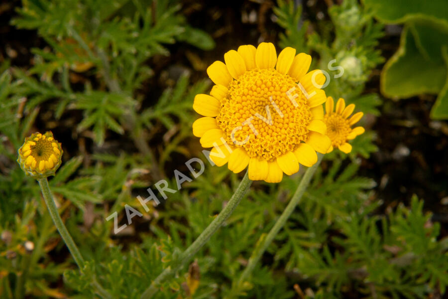 Rmen barvířský 'Charme' - Anthemis tinctoria 'Charme'