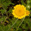 Rmen barvířský 'Charme' - Anthemis tinctoria 'Charme'