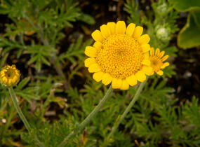 Rmen barvířský 'Charme' - Anthemis tinctoria 'Charme'
