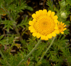 Rmen barvířský 'Charme' - Anthemis tinctoria 'Charme'