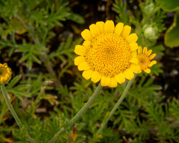 Rmen barvířský 'Charme'