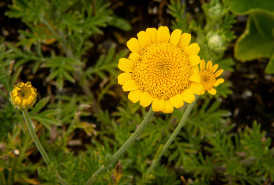 Rmen barvířský 'Charme' - Anthemis tinctoria 'Charme'