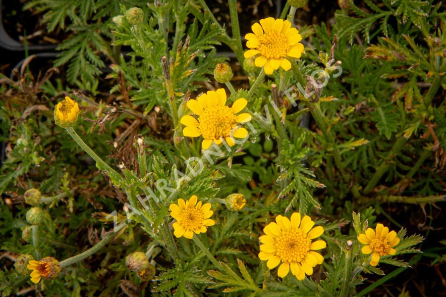 Rmen barvířský 'Charme' - Anthemis tinctoria 'Charme'