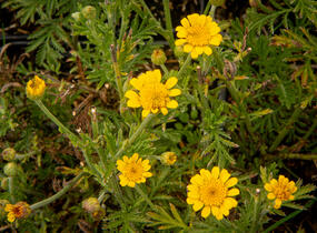 Rmen barvířský 'Charme' - Anthemis tinctoria 'Charme'