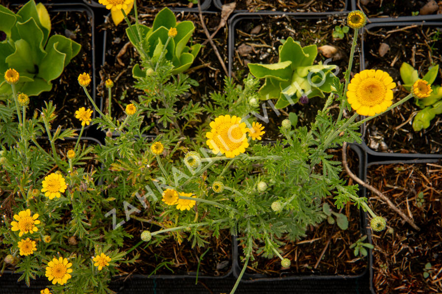 Rmen barvířský 'Charme' - Anthemis tinctoria 'Charme'
