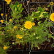 Rmen barvířský 'Charme' - Anthemis tinctoria 'Charme'