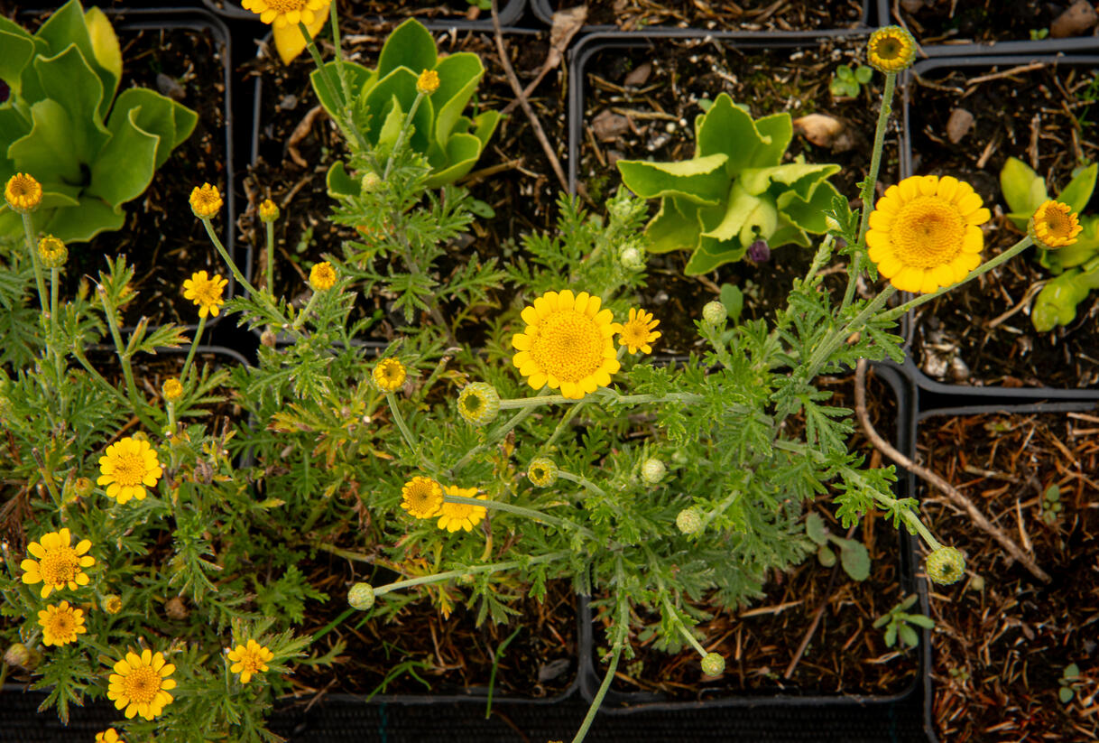 Rmen barvířský 'Charme' - Anthemis tinctoria 'Charme'