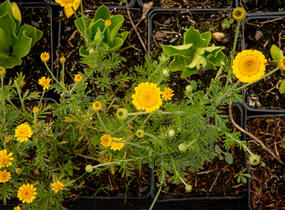 Rmen barvířský 'Charme' - Anthemis tinctoria 'Charme'