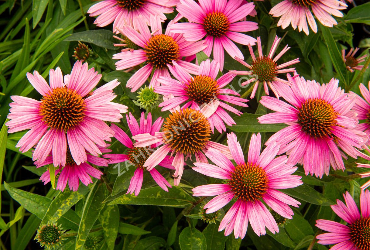 Třapatkovka nachová 'Papallo Compact Rose' - Echinacea purpurea 'Papallo Compact Rose'
