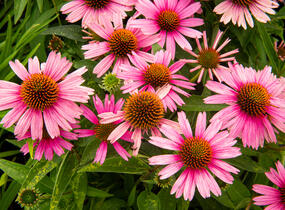 Třapatkovka nachová 'Papallo Compact Rose' - Echinacea purpurea 'Papallo Compact Rose'