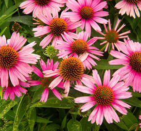 Třapatkovka nachová 'Papallo Compact Rose' - Echinacea purpurea 'Papallo Compact Rose'