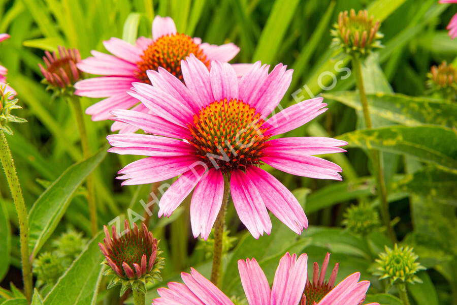 Třapatkovka nachová 'Papallo Compact Rose' - Echinacea purpurea 'Papallo Compact Rose'