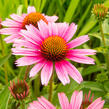 Třapatkovka nachová 'Papallo Compact Rose' - Echinacea purpurea 'Papallo Compact Rose'