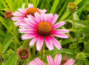 Třapatkovka nachová 'Papallo Compact Rose' - Echinacea purpurea 'Papallo Compact Rose'