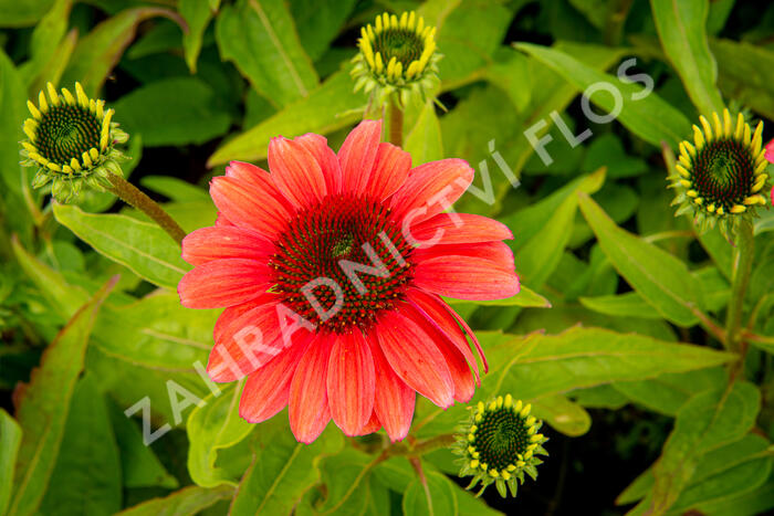 Třapatkovka nachová 'Papallo Classic Deep Rose' - Echinacea purpurea 'Papallo Classic Deep Rose'