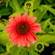 Třapatka nachová 'Papallo Classic Deep Rose' - Echinacea purpurea 'Papallo Classic Deep Rose'