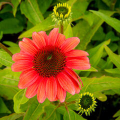 Třapatkovka nachová 'Papallo Classic Deep Rose' - Echinacea purpurea 'Papallo Classic Deep Rose'