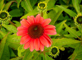 Třapatkovka nachová 'Papallo Classic Deep Rose' - Echinacea purpurea 'Papallo Classic Deep Rose'