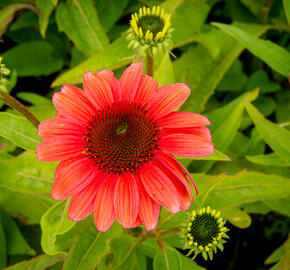 Třapatkovka nachová 'Papallo Classic Deep Rose' - Echinacea purpurea 'Papallo Classic Deep Rose'