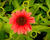 Třapatkovka nachová 'Papallo Classic Deep Rose'