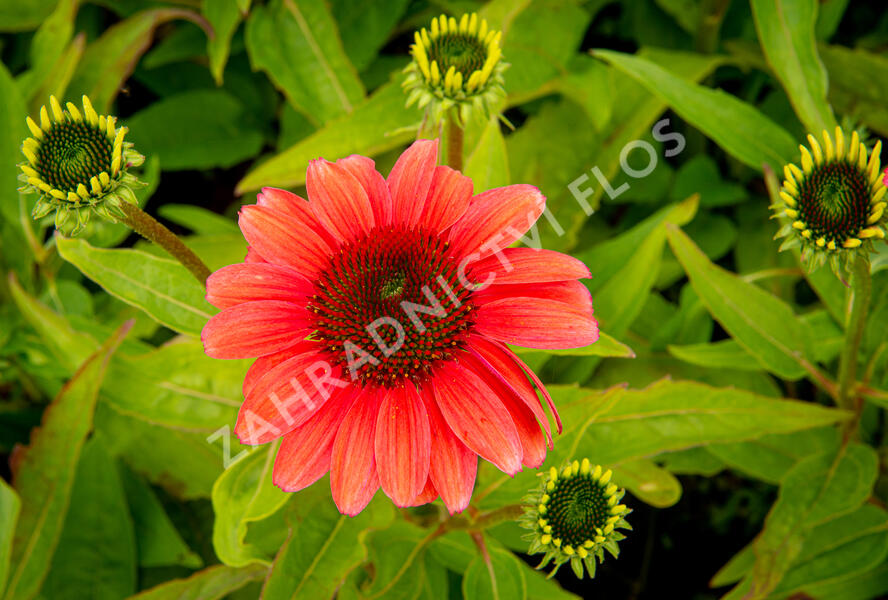 Třapatkovka nachová 'Papallo Classic Deep Rose' - Echinacea purpurea 'Papallo Classic Deep Rose'