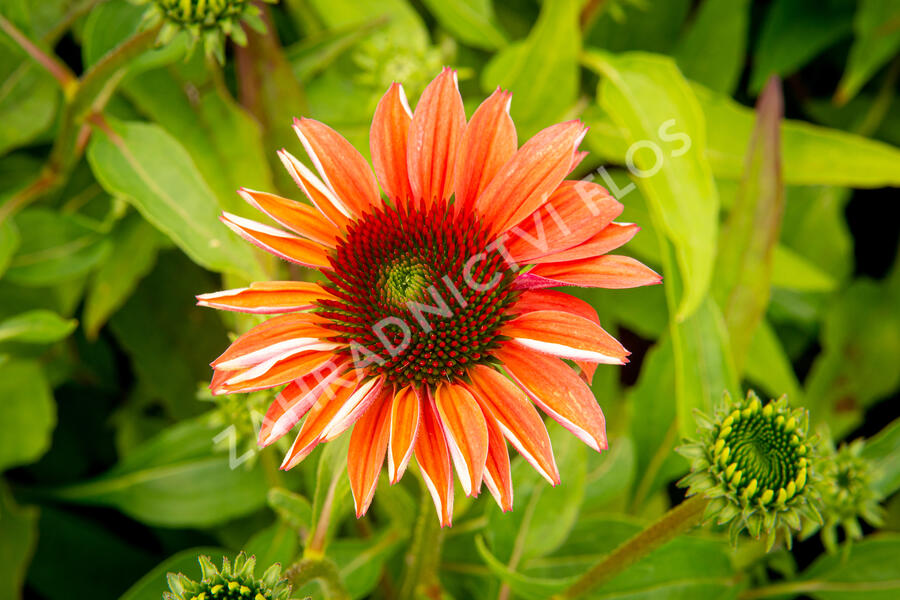 Třapatkovka nachová 'Papallo Classic Deep Rose' - Echinacea purpurea 'Papallo Classic Deep Rose'