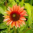 Třapatkovka nachová 'Papallo Classic Deep Rose' - Echinacea purpurea 'Papallo Classic Deep Rose'