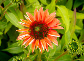 Třapatkovka nachová 'Papallo Classic Deep Rose' - Echinacea purpurea 'Papallo Classic Deep Rose'