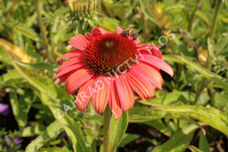 Třapatkovka nachová 'Papallo Classic Deep Rose' - Echinacea purpurea 'Papallo Classic Deep Rose'