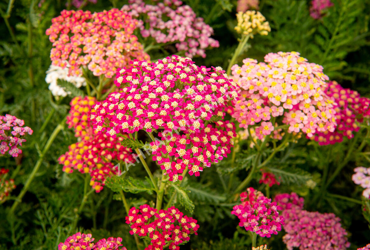 Řebříček obecný 'Colorado' - Achillea millefolium 'Colorado'