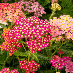 Řebříček obecný 'Colorado' - Achillea millefolium 'Colorado'