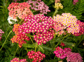 Řebříček obecný 'Colorado' - Achillea millefolium 'Colorado'