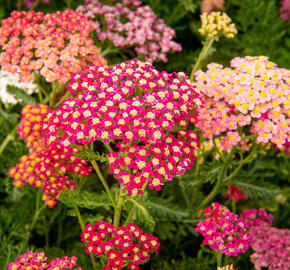 Řebříček obecný 'Colorado' - Achillea millefolium 'Colorado'