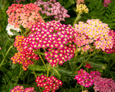 Řebříček obecný 'Colorado'