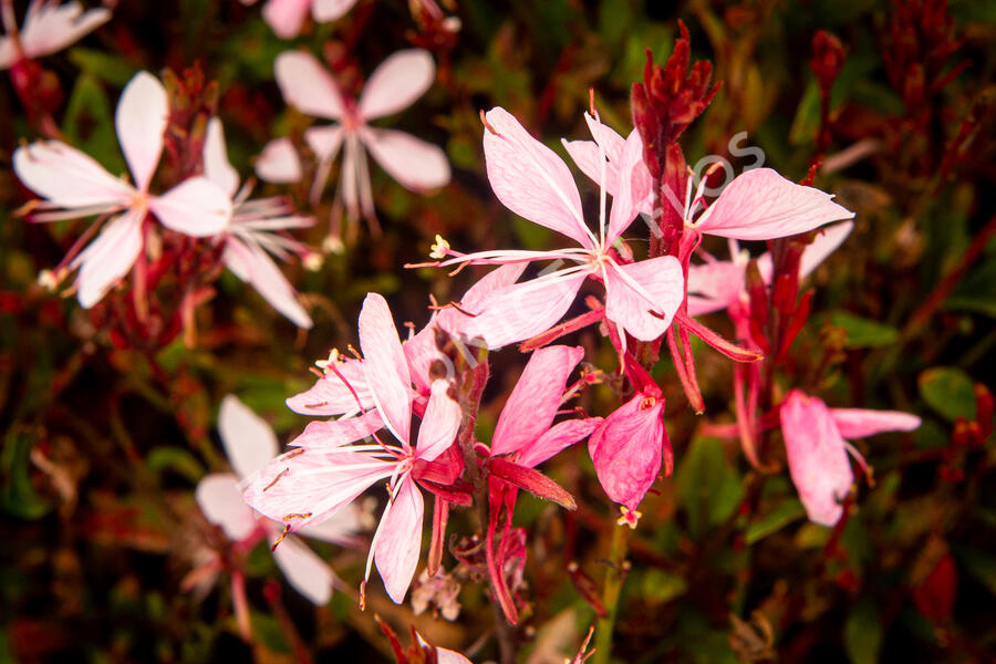 Svíčkovec 'Butterfly Appleblossom' - Gaura lindheimeri 'Butterfly Appleblossom'