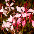 Svíčkovec 'Butterfly Appleblossom' - Gaura lindheimeri 'Butterfly Appleblossom'