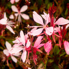 Svíčkovec 'Butterfly Appleblossom' - Gaura lindheimeri 'Butterfly Appleblossom'